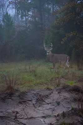 White-Tailed Buck in Misty Forest Dawn