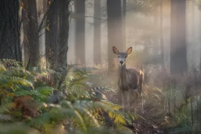 Young Deer in Misty Forest Dawn