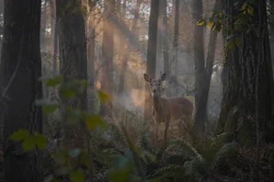 Young Deer in Misty Forest Dawn