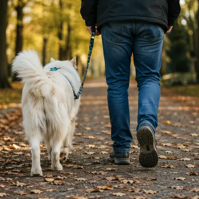 Peaceful Dog Walk on Autumn Park Path