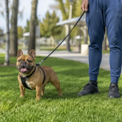Happy Dog and Owner in Sunny Park