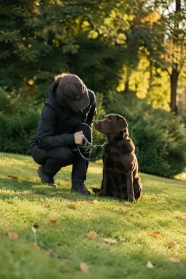 Calm Dog and Owner in Autumn Park