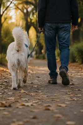 Owner Walking White Dog in Autumn Park