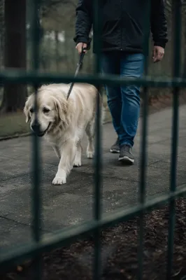 Retriever Walking Through Quiet Park Path