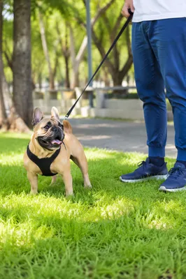 Happy Bulldog Walking with Owner in Park