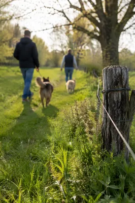 Dogs and Owners Walking Through Spring Park