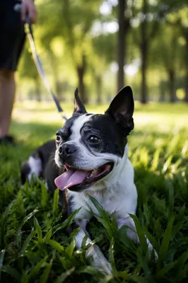 Peaceful Dog Resting After Park Walk