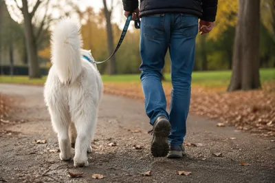 Dog and Owner Walking Autumn Park Path