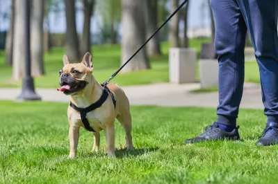Happy Bulldog Walking with Owner in Park