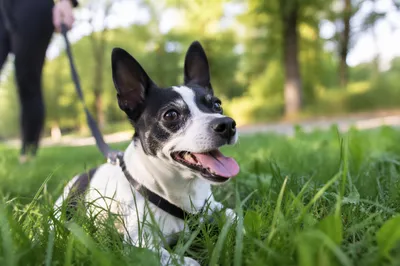 Peaceful Dog Resting After Park Walk
