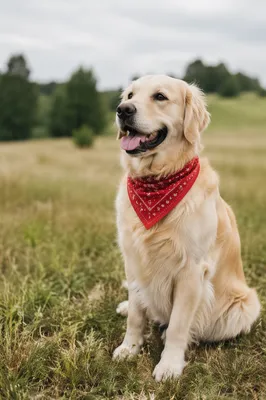 Happy Golden Retriever in Peaceful Meadow