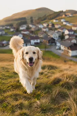 Happy Golden Retriever on Grassy Hillside