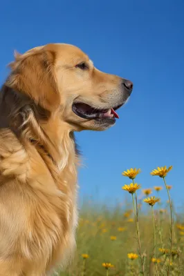 Happy Golden Retriever in Wildflower Field