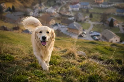 Happy Golden Retriever on Sunny Hillside