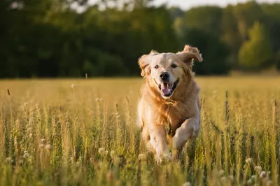 Happy Golden Retriever in Summer Meadow