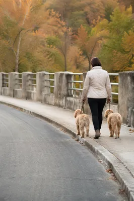 Owner Walking Two Dogs at Sunset