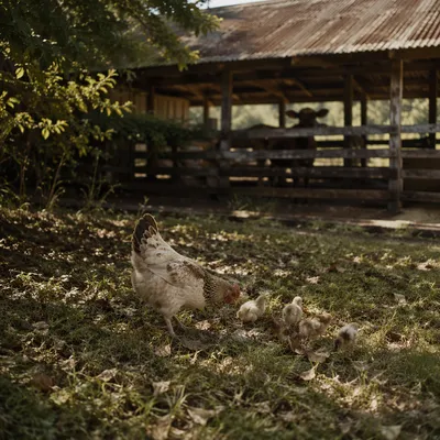 Rustic Farm Hen and Chicks Scene