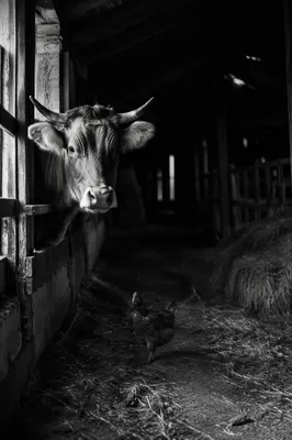 Moody Rural Barn With Cow and Chicken