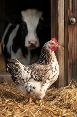 Speckled Chicken and Cow in Rustic Barn
