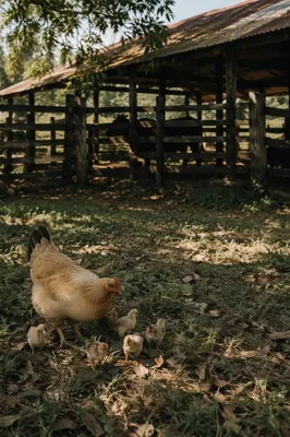 Rustic Farm Hen and Chicks Scene