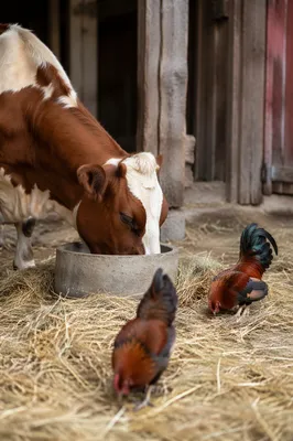 Cow and Bantam Chickens in Rustic Barn