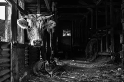Moody Rural Barn with Cow and Chicken
