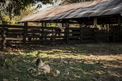 Hen and Chicks in Rustic Barnyard