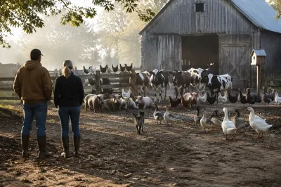 Peaceful Morning Barnyard Animals Gathering