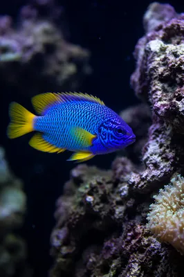 Colorful Tropical Fish in Reef Aquarium