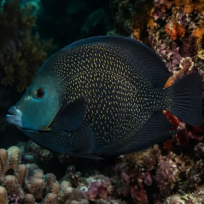 Tropical Reef Fish in Filtered Sunlight