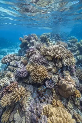 Tropical Reef Fish Beneath Shimmering Water