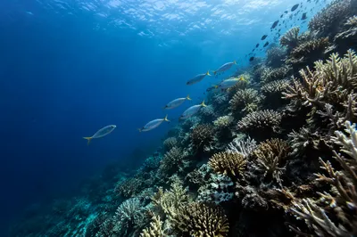 Silver Blue Fish Over Coral Reef