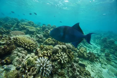 Tropical Reef Fish in Turquoise Waters
