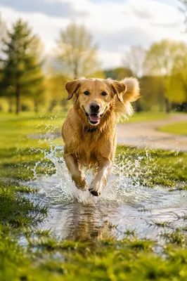 Joyful Golden Retriever Splashing in Spring Park