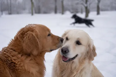 Golden Retrievers Playing in Snowy Park