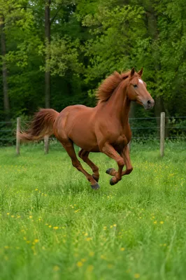 Majestic Chestnut Horse Running Through Meadow