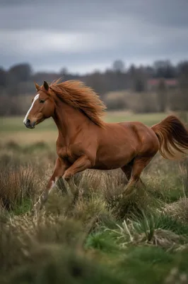 Majestic Chestnut Horse Running Through Pasture