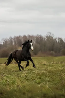 Majestic Dark Horse Running Through Meadow