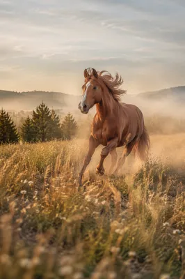 Majestic Chestnut Horse Running Through Golden Meadow