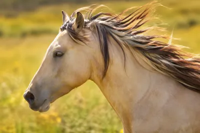 Majestic Dun Horse Running Through Meadow