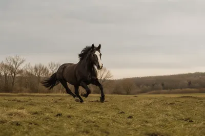 Majestic Dark Horse Running Through Open Field