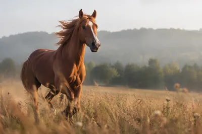 Majestic Chestnut Horse Running Through Golden Meadow