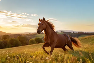 Majestic Chestnut Horse Running Through Meadow