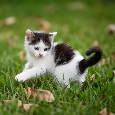 Playful Fluffy Kitten in Green Grass