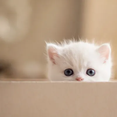 Curious Fluffy White Kitten Peeking