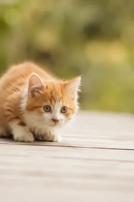 Playful Fluffy Kitten on Wooden Deck