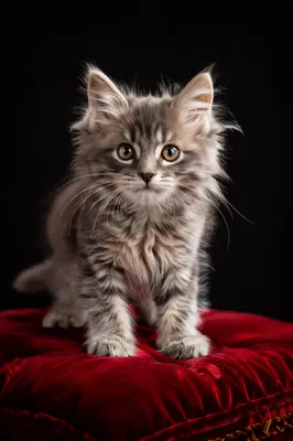 Playful Fluffy Gray Kitten Portrait