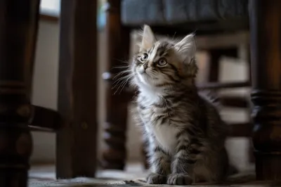 Playful Fluffy Tabby Kitten Indoors
