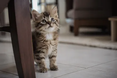 Playful Fluffy Tabby Kitten Indoors