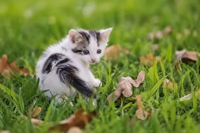 Playful Fluffy Kitten in Green Grass